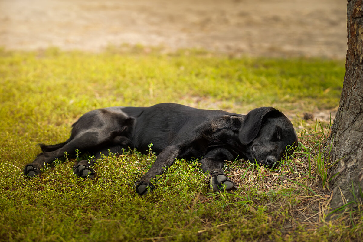 Тихий час - Alex Bush