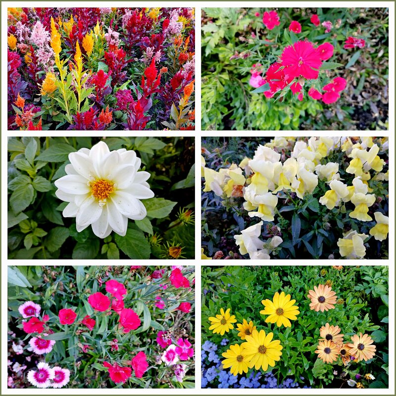 Осеннее разноцветье. - Лия ☼