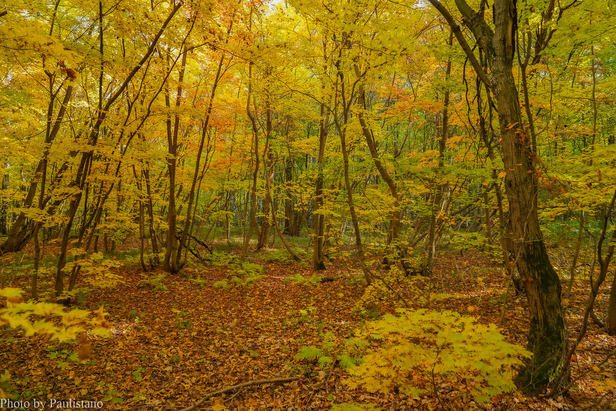 В октябрьском лесу... - Владимир Жданов
