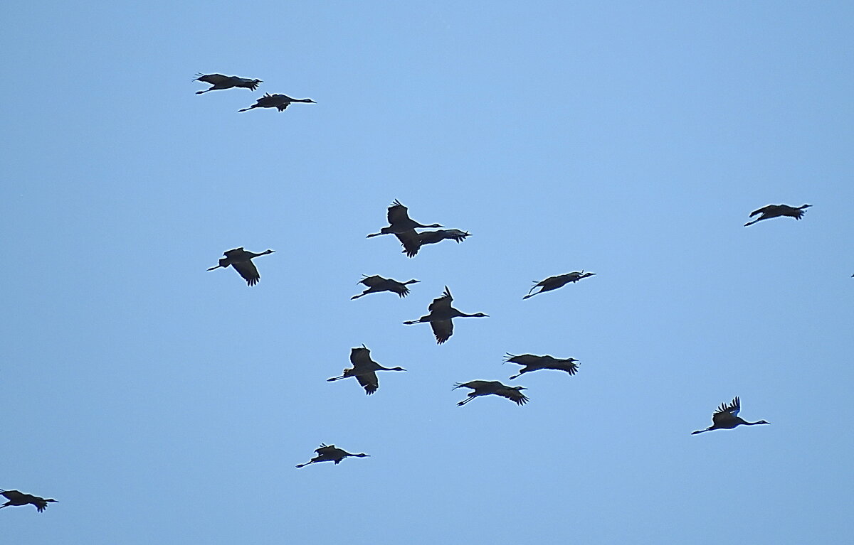 журавли улетают - ИННА ПОРОХОВА