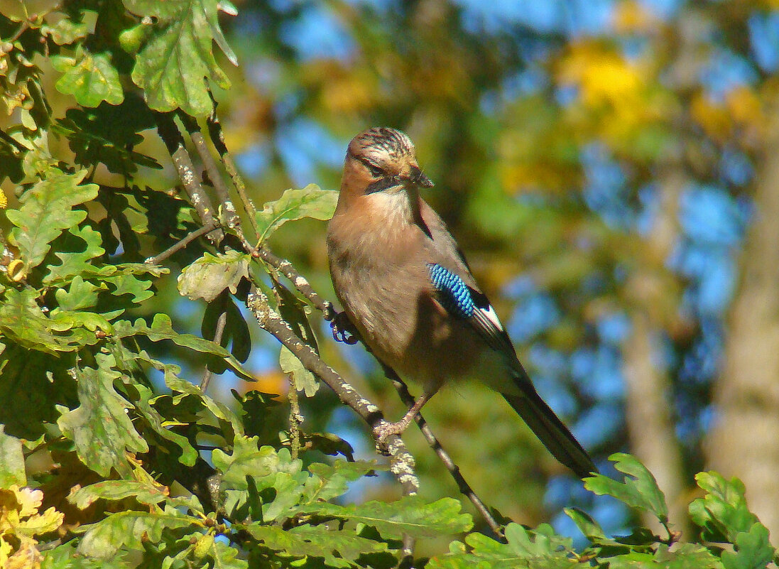 сойка - gawrilа - dan