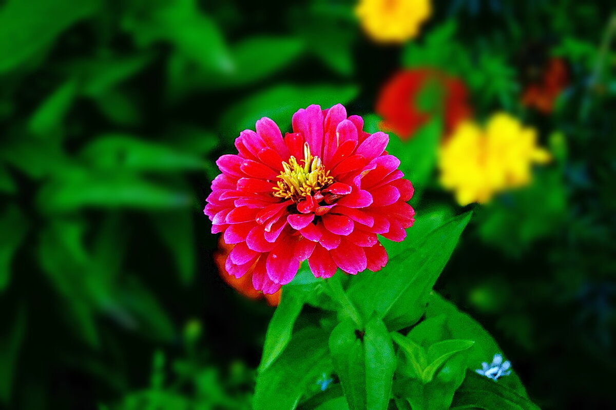 Темно. Яркий цветок (вариант "стало") - Игорь Тельцов