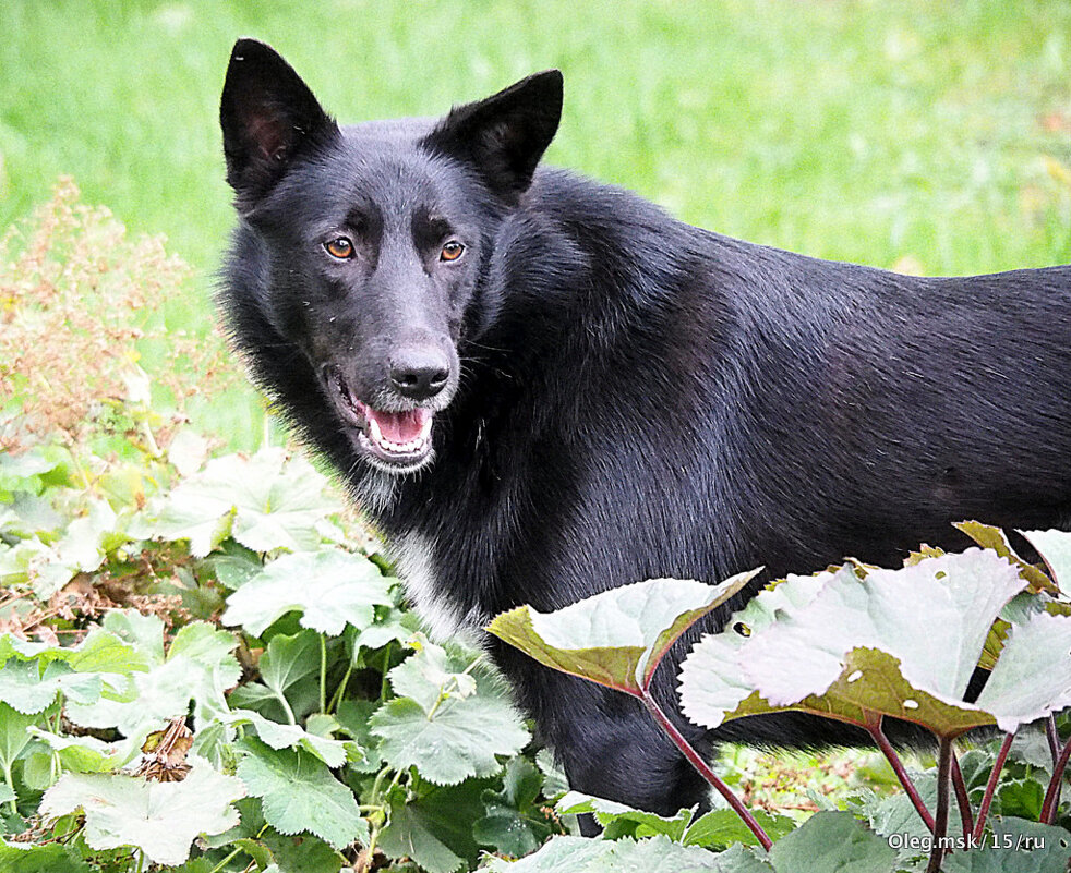 у кого то пропала собака - Олег Лукьянов у кого то пропала собака - Олег Лукьянов