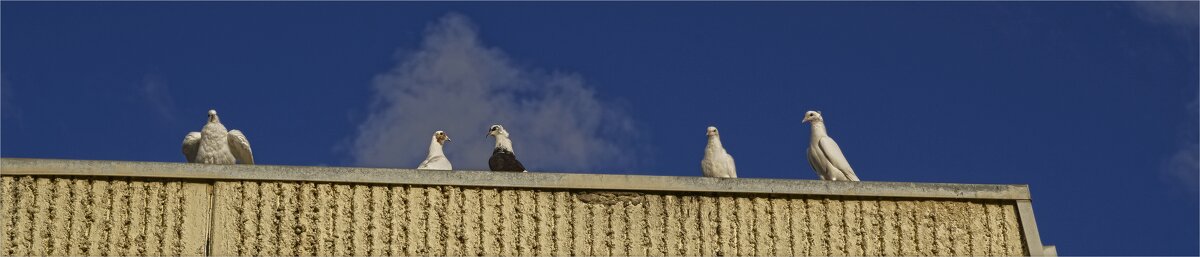 Голуби 2025г - ujgcvbif 