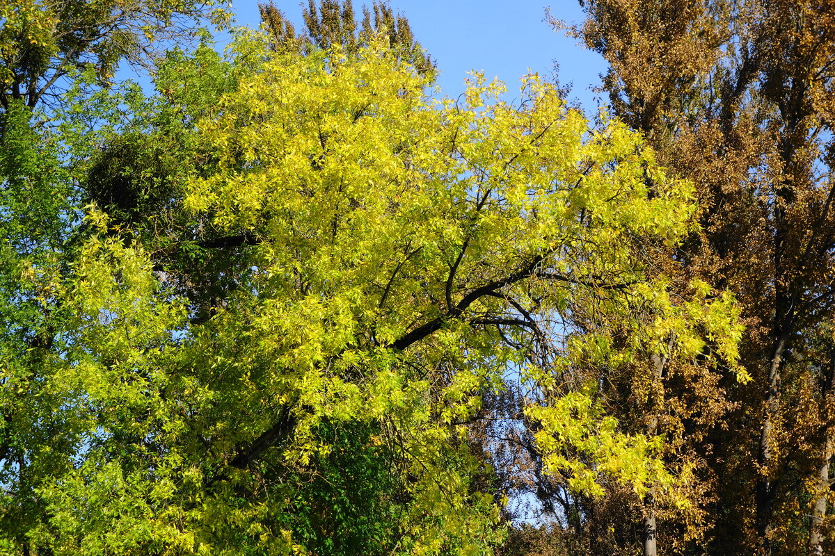Сентябрьский этюд - Рита Симонова