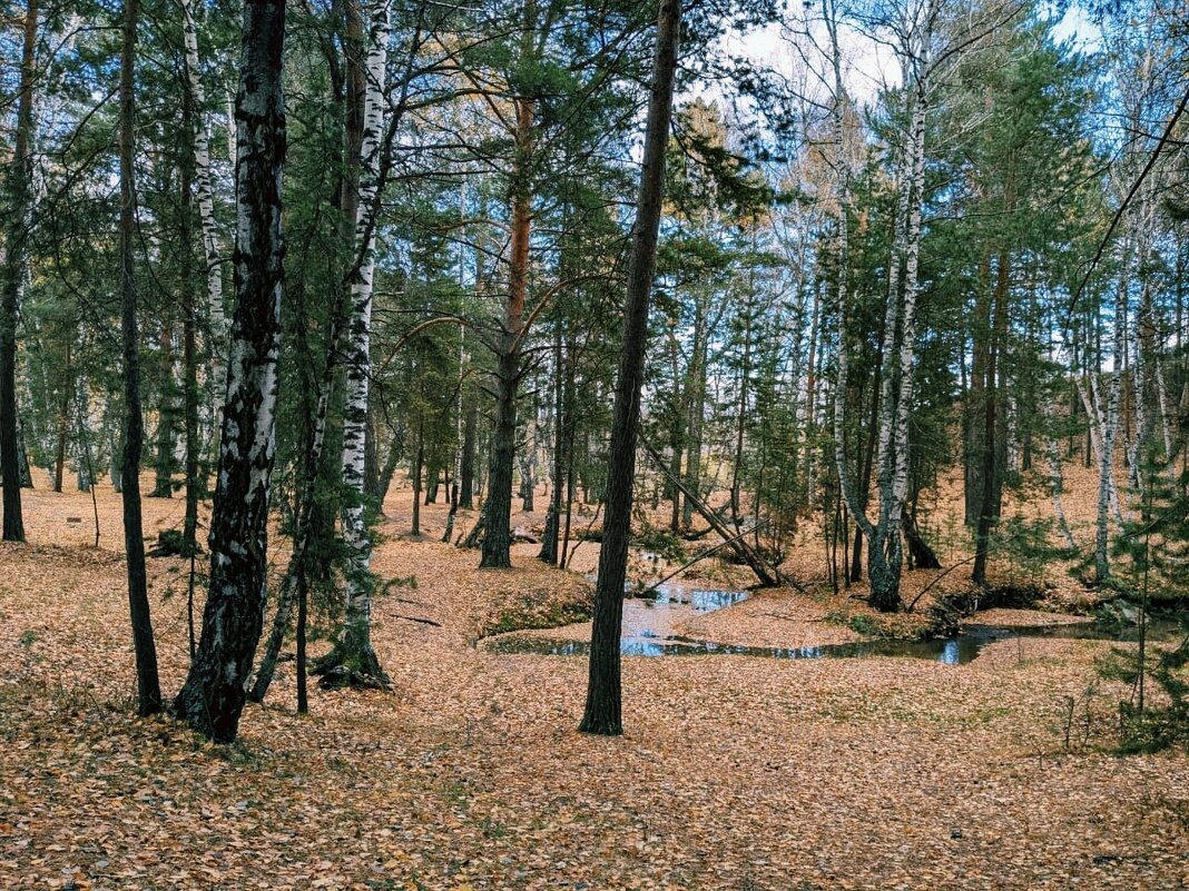 В солнечном лесу - Георгиевич В солнечном лесу - Георгиевич