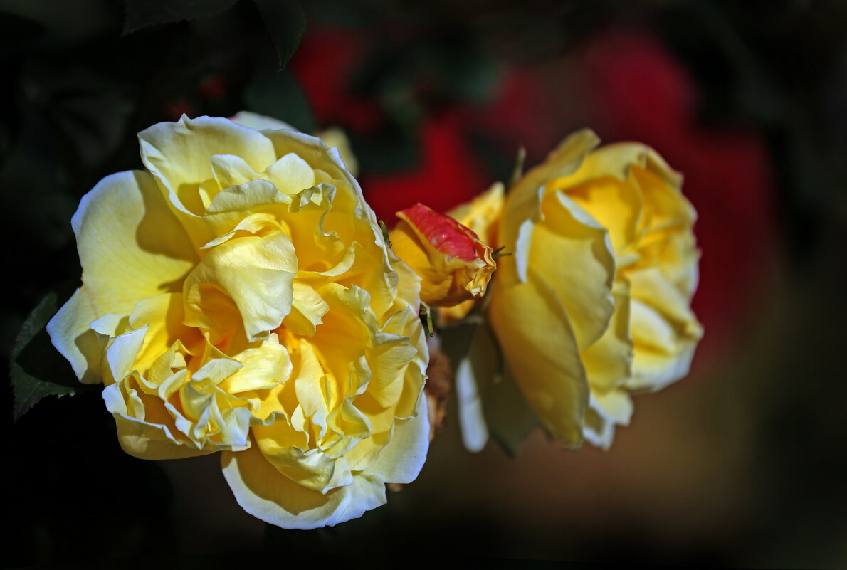 Ботсад МГУ 4 октября - Михаил Бибичков Ботсад МГУ 4 октября - Михаил Бибичков