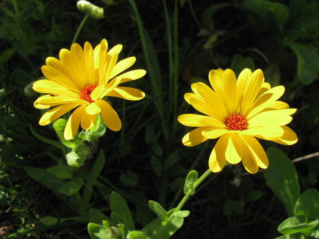 Солнечные - Людмила Смородинская