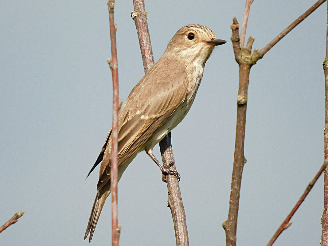 Серая мухоловка - Лина 