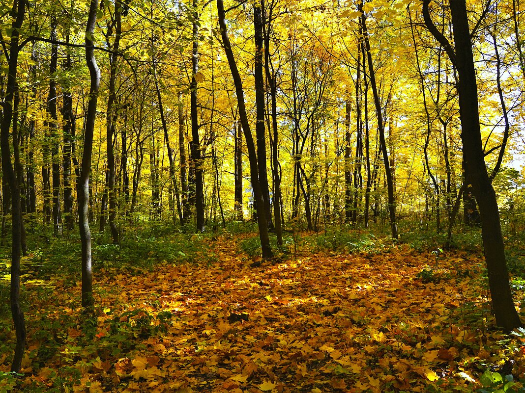 Чебоксары. Листопад в роще Шупашкар. - Пётр Чернега