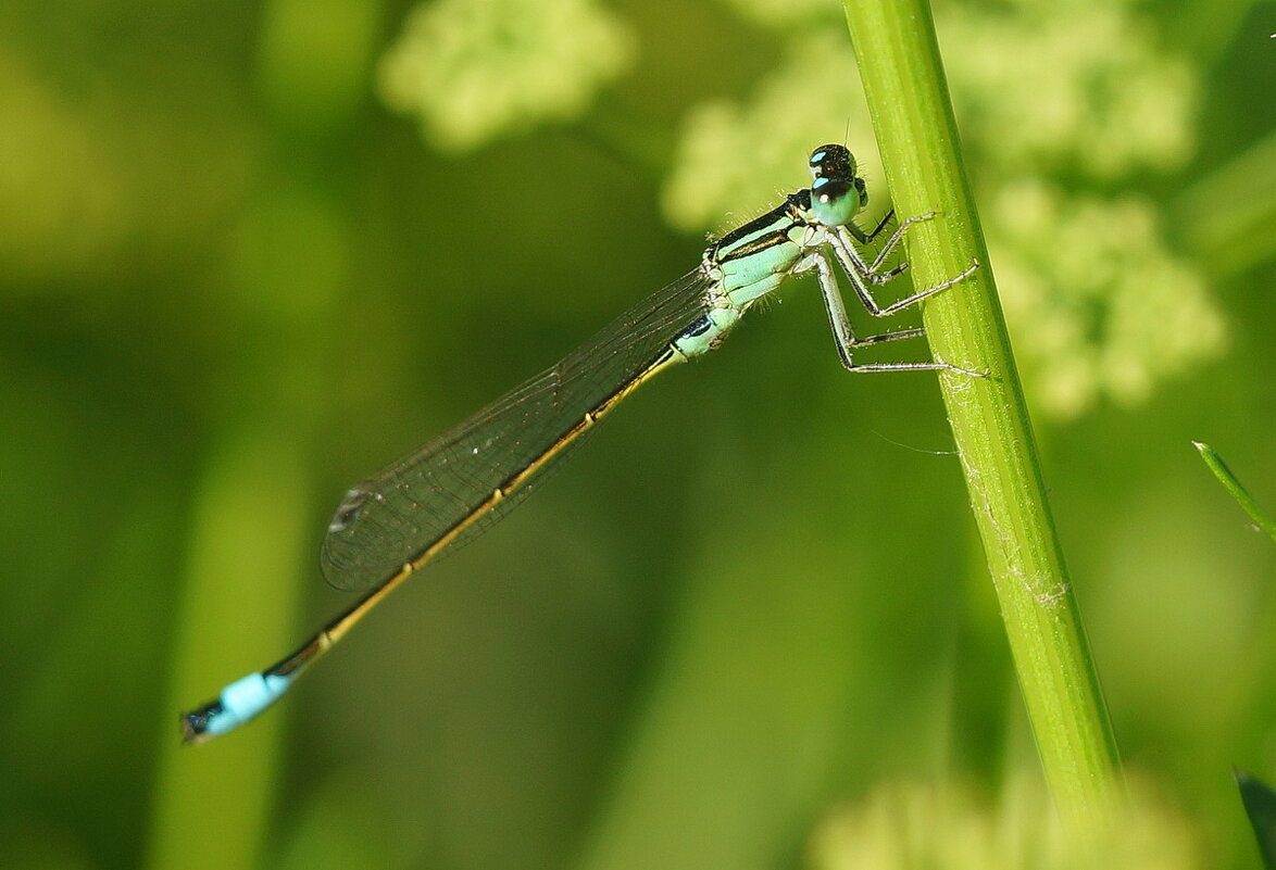 Макро мир вокруг нас... - Николай Саржанов Макро мир вокруг нас... - Николай Саржанов