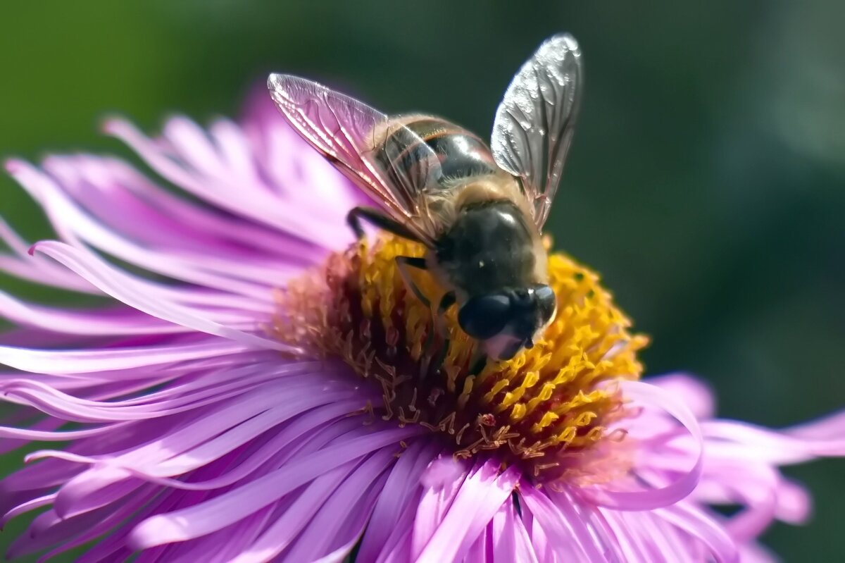 Труженница - Тамара Вебер