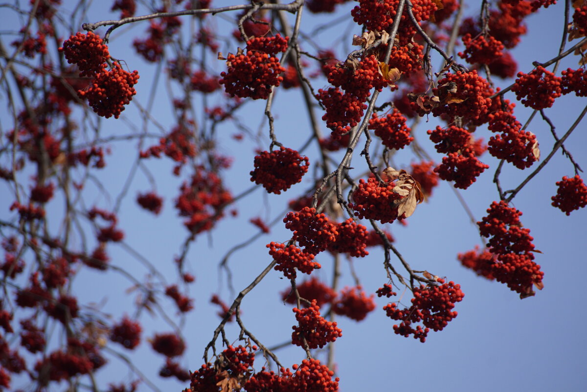 Рябина - Наталия Григорьева Рябина - Наталия Григорьева