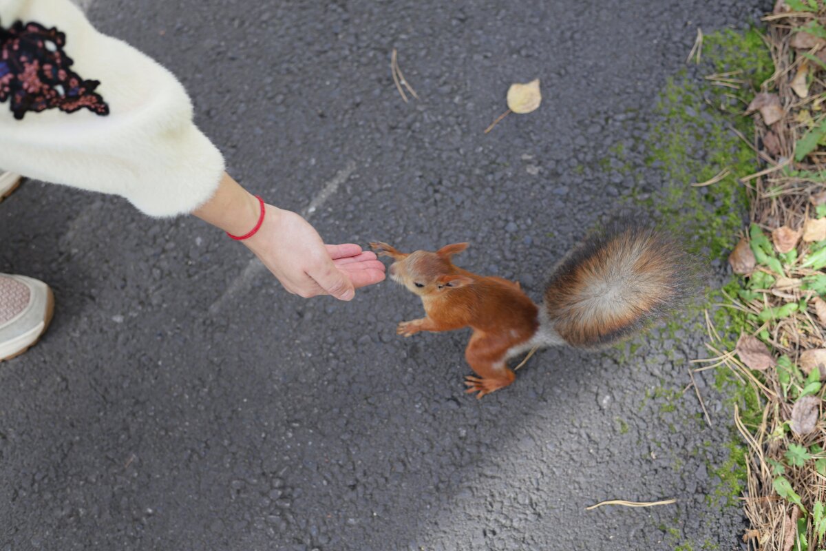 Белк любит кушать - Ильич -