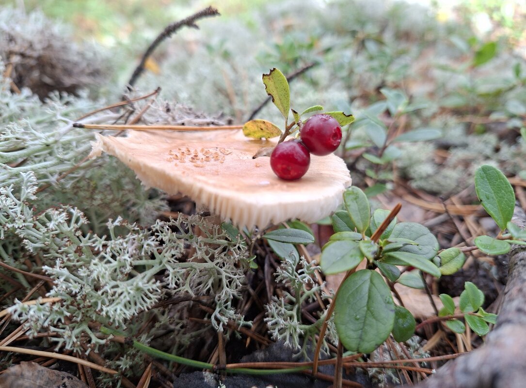 по грибы, по ягоды - ИРЭН@ .