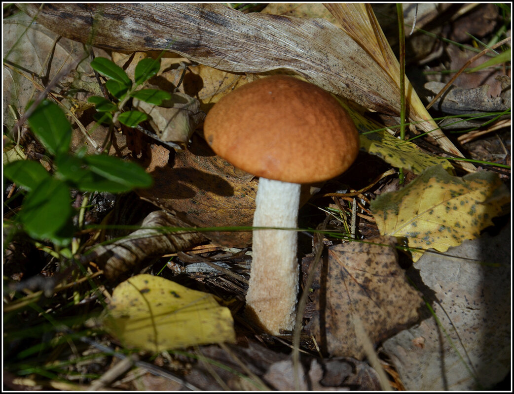 С подосиновиком.. - Aleksandr Gal С подосиновиком.. - Aleksandr Gal