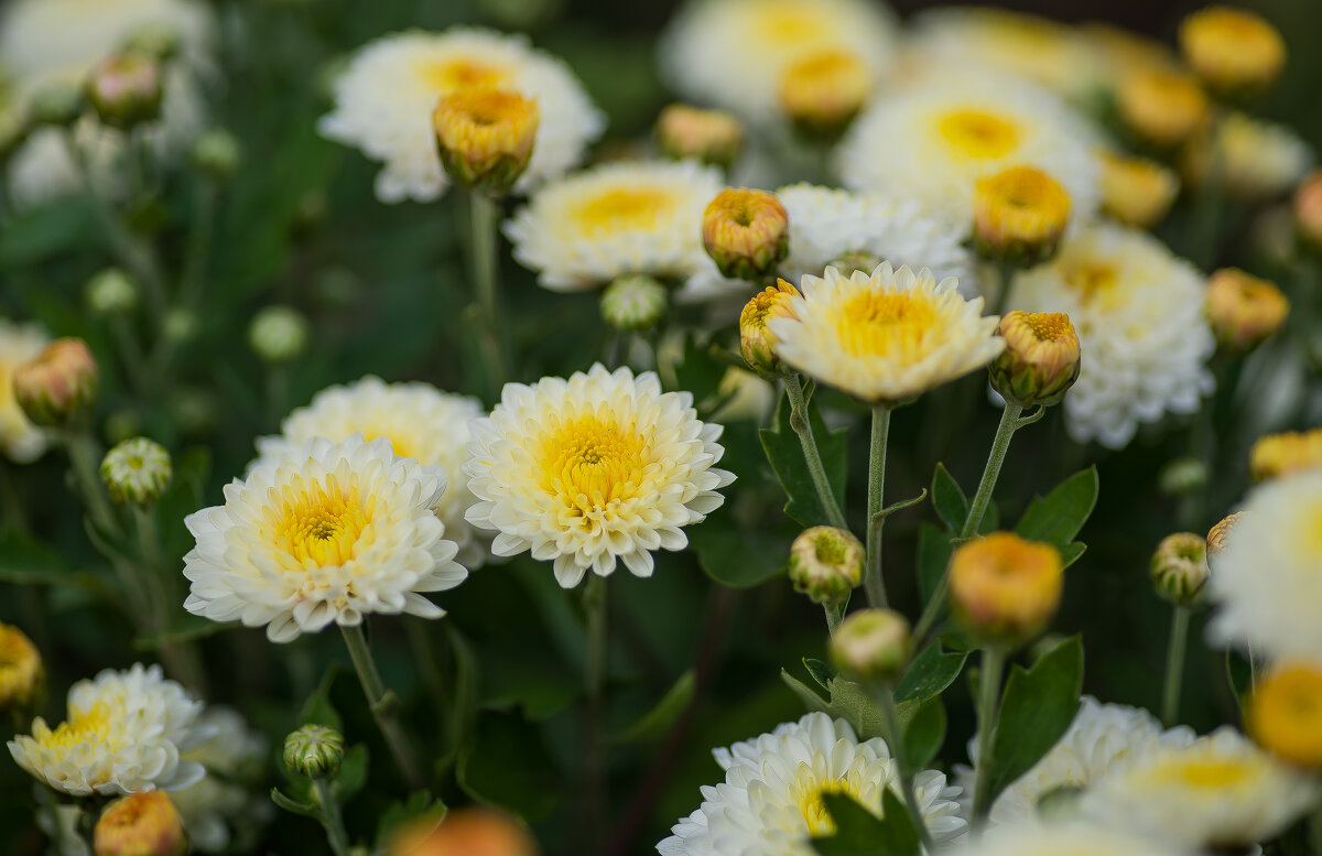 Три хризантемы.... - Sergey (Apg)