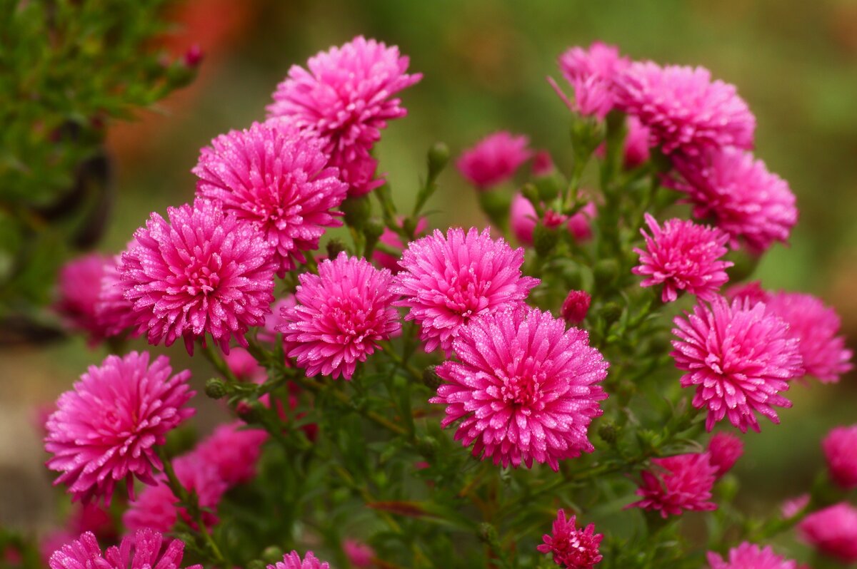 Октябрята - Юрий. Шмаков