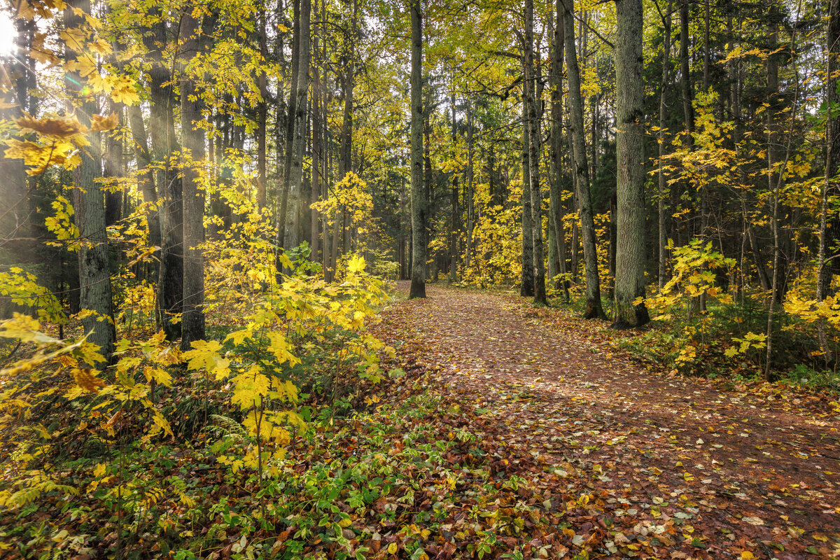 Про Питер - Владимир Колесников