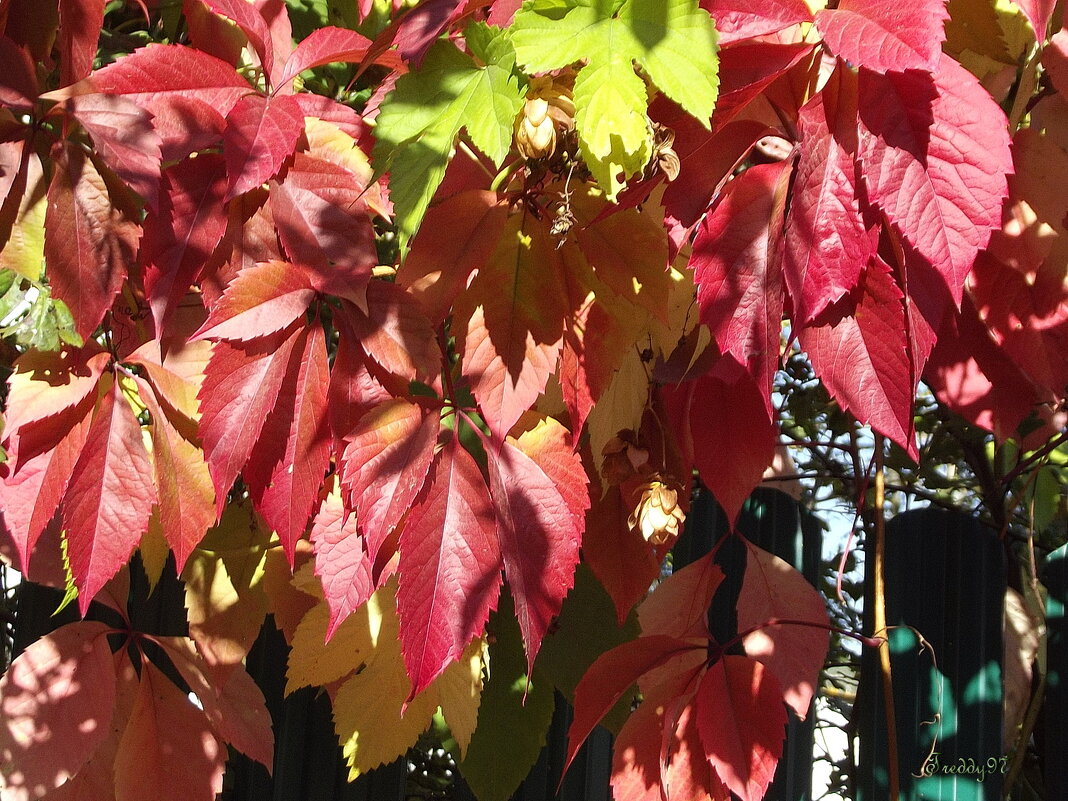 Красочная осень - Freddy 97