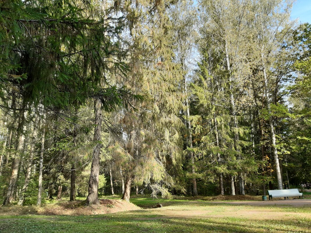 Павловск, Павловский парк - Галина Минчук