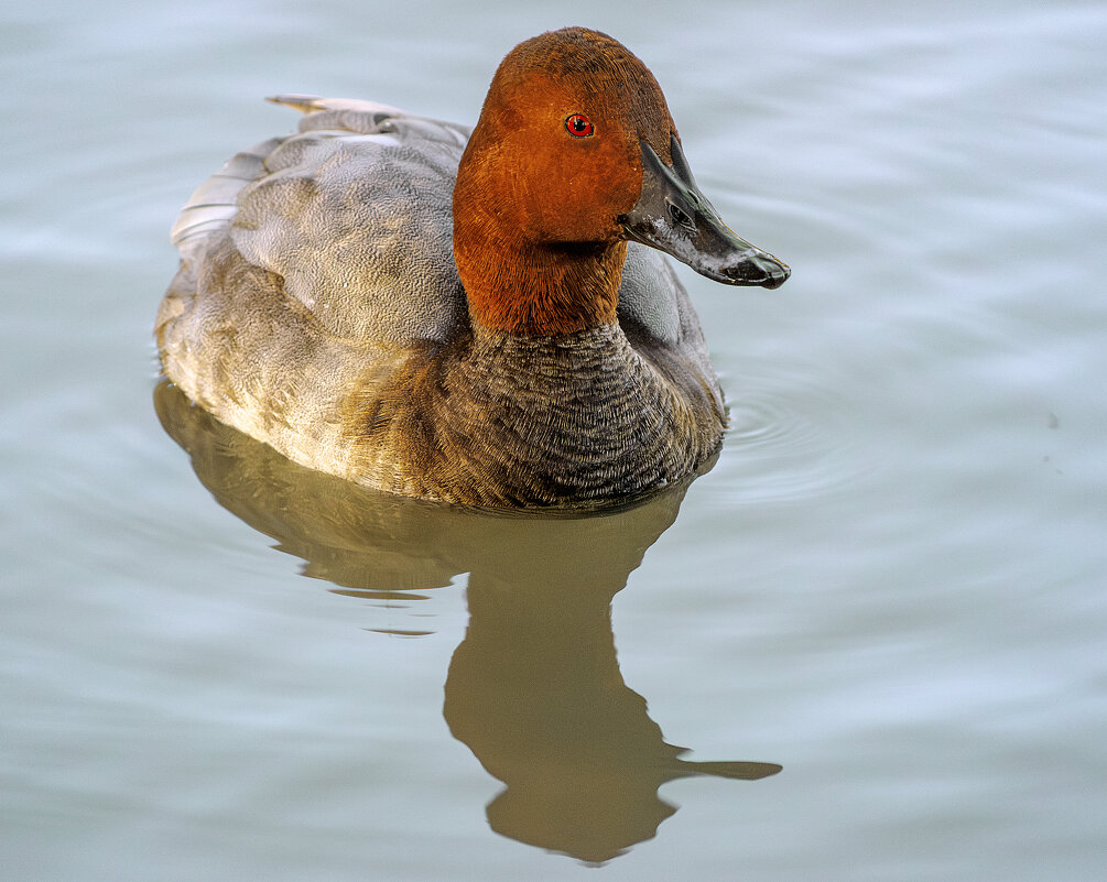 Уточка - Игорь Протасов