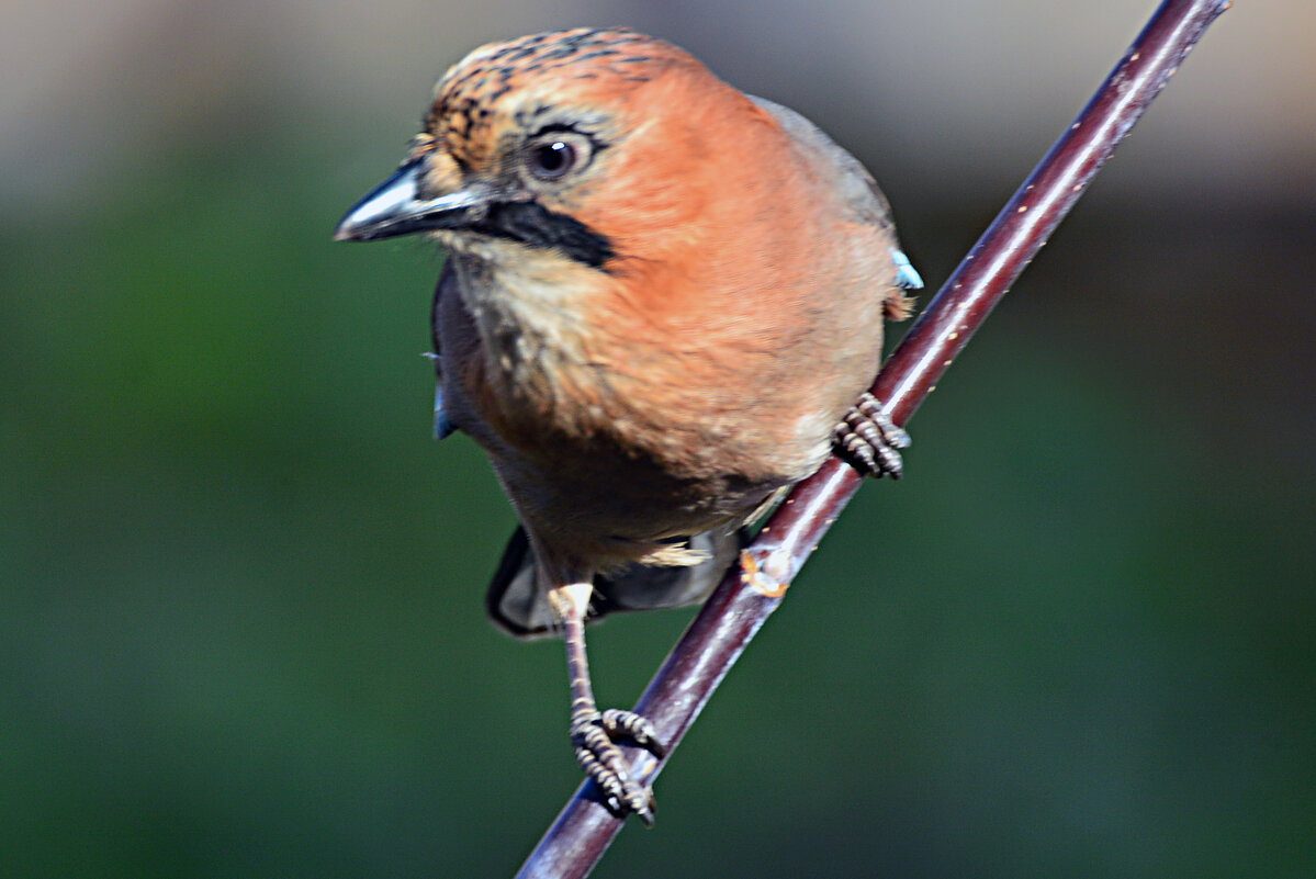 любопытная сойка - леонид логинов
