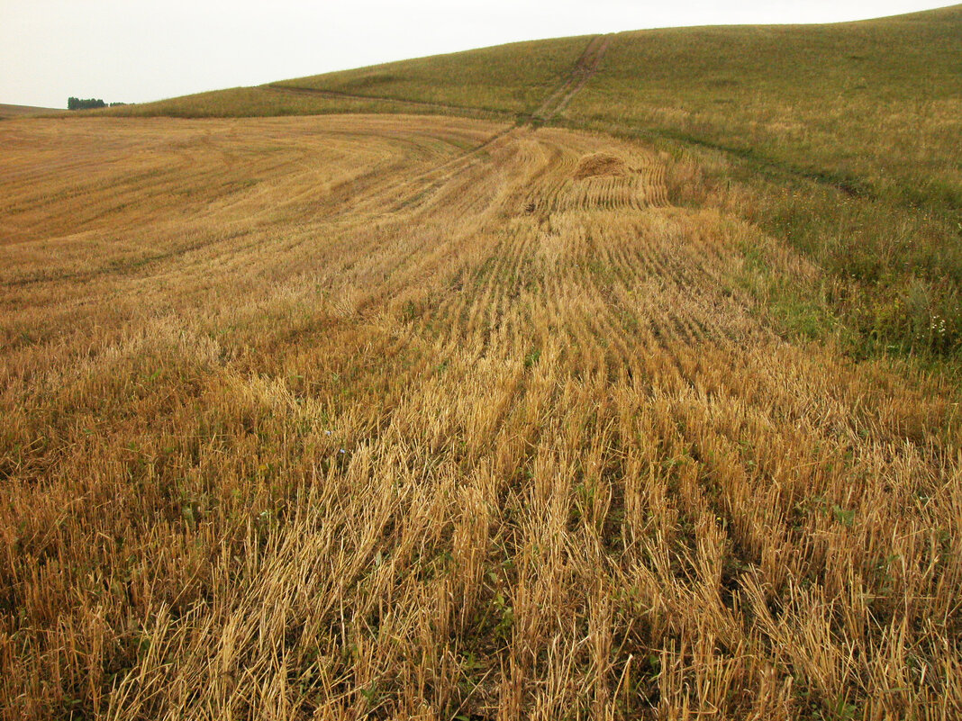 Вот и сжаты хлеба ... - Наталья Лунева Вот и сжаты хлеба ... - Наталья Лунева