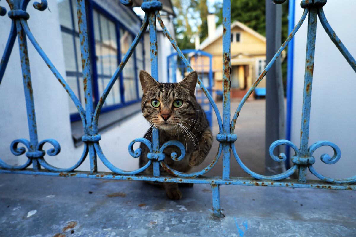 Здравствуйте! - Roman stories -