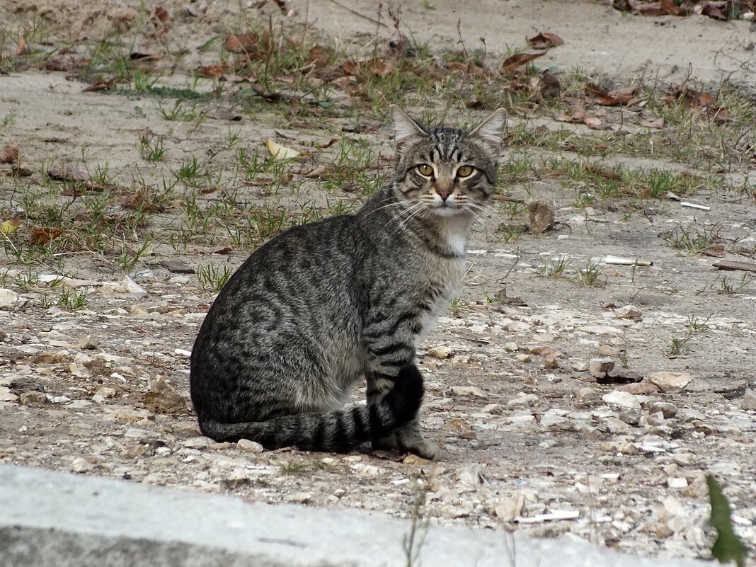 ** - Зоя Мишина