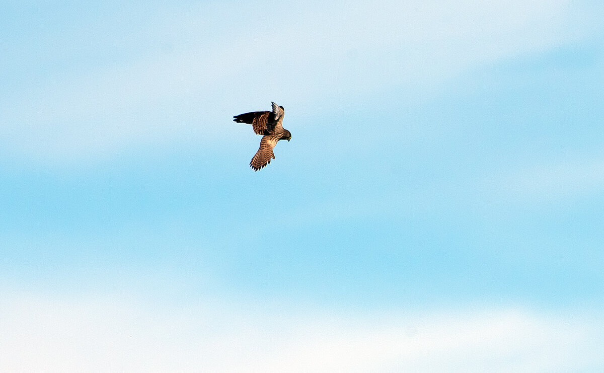 Охота на мышей. - Владимир Безбородов