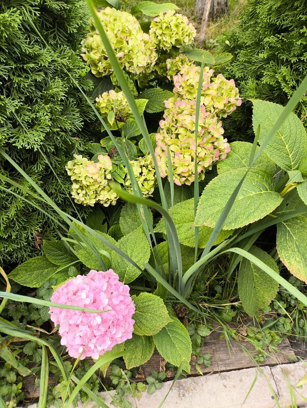 Гортензия в саду у дома - Ирэн 