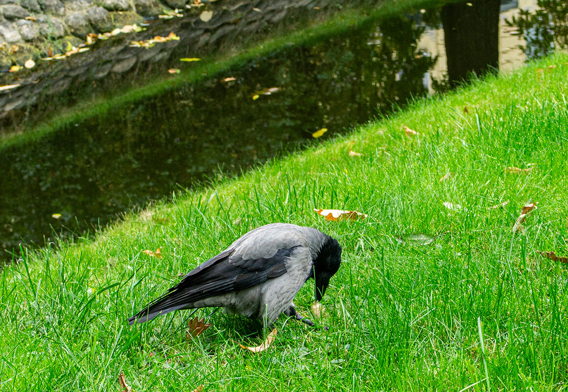 Обед - Ирина Соловьёва