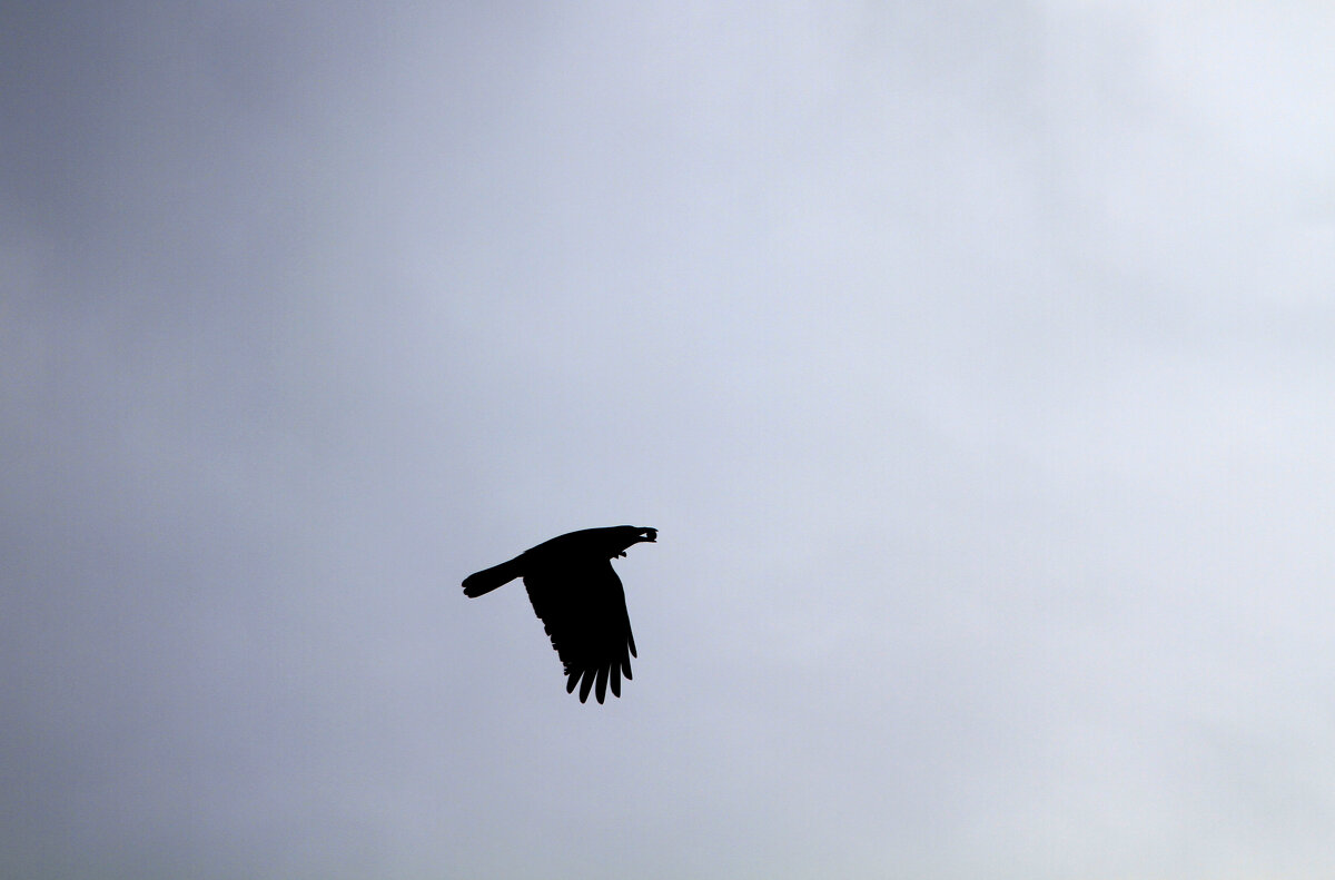 Добыча Ворона - Геннадий Валеев