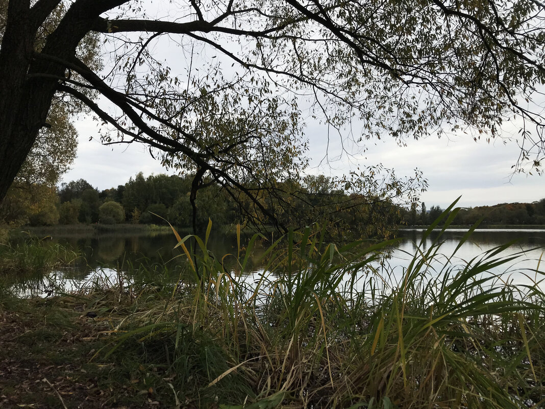 У пруда - Лариса Корж У пруда - Лариса Корж