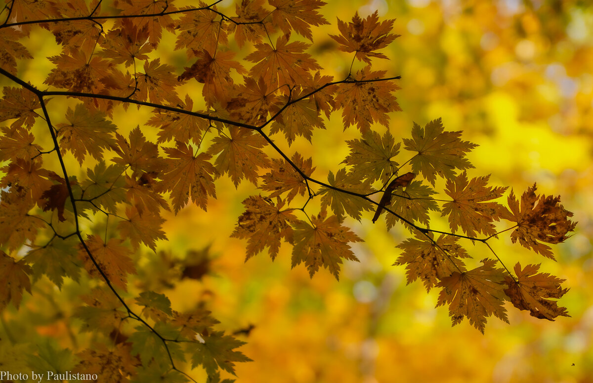 Кленовые узоры... - Владимир Жданов