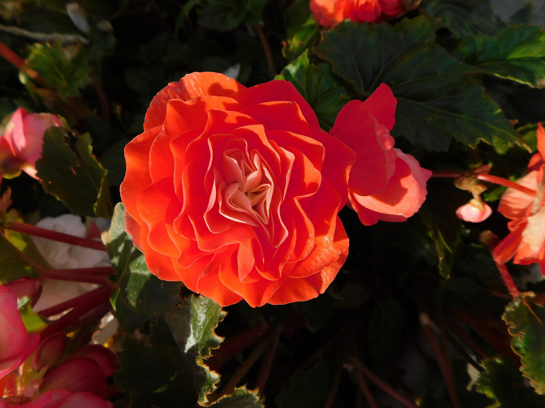 Бегония клубневая оранжевая махровая - Наиля 