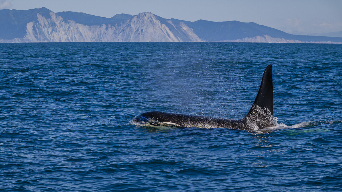 ... - Жора Житников ... - Жора Житников