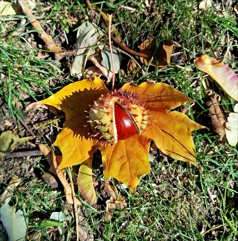 Осенний "ёжик"! - Надежда Осенний "ёжик"! - Надежда