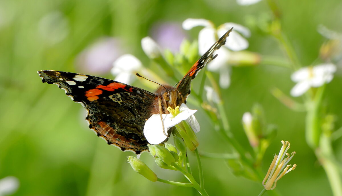 опять про бабочек 48 - Александр Прокудин