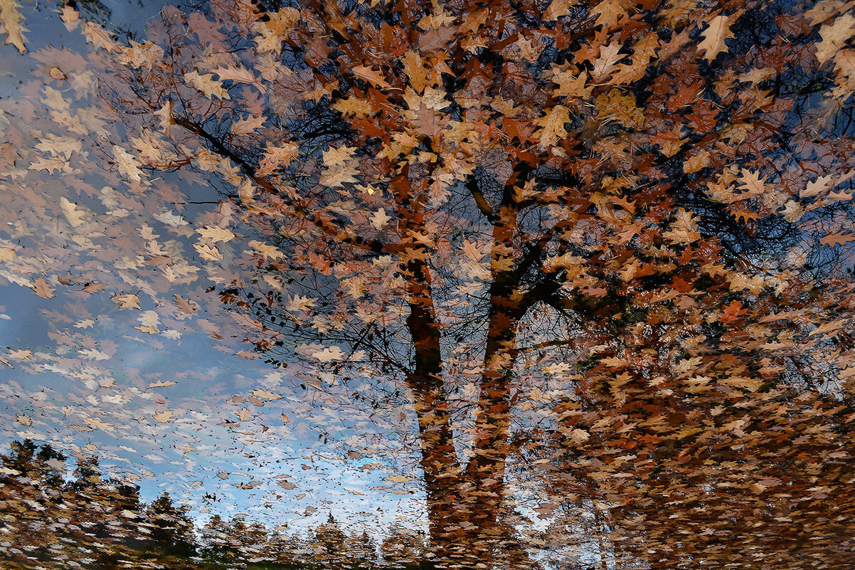 Осень - Регина Осень - Регина