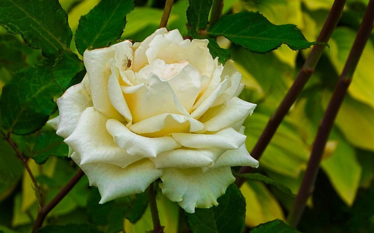 Городские цветы в октябре. - Милешкин Владимир Алексеевич 