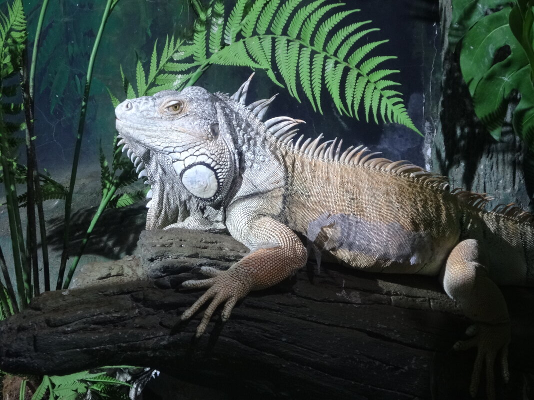 Обыкновенная игуана - Лидия Бусурина