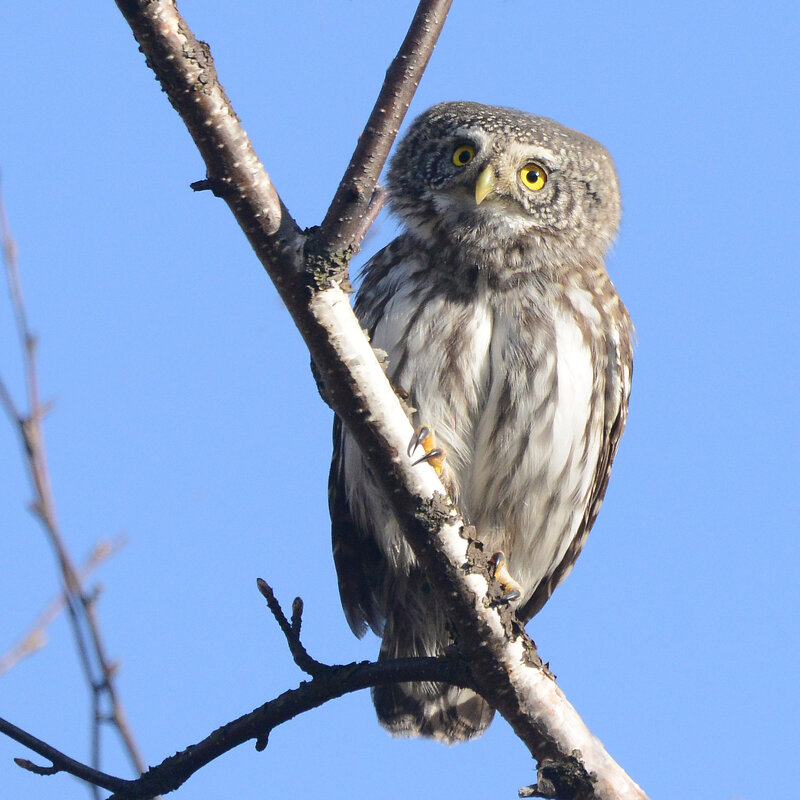Сычик - Михаил Белоусов