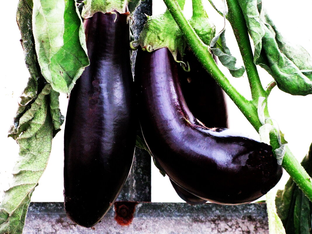 Ещё радуют баклажаны - Людмила Смородинская