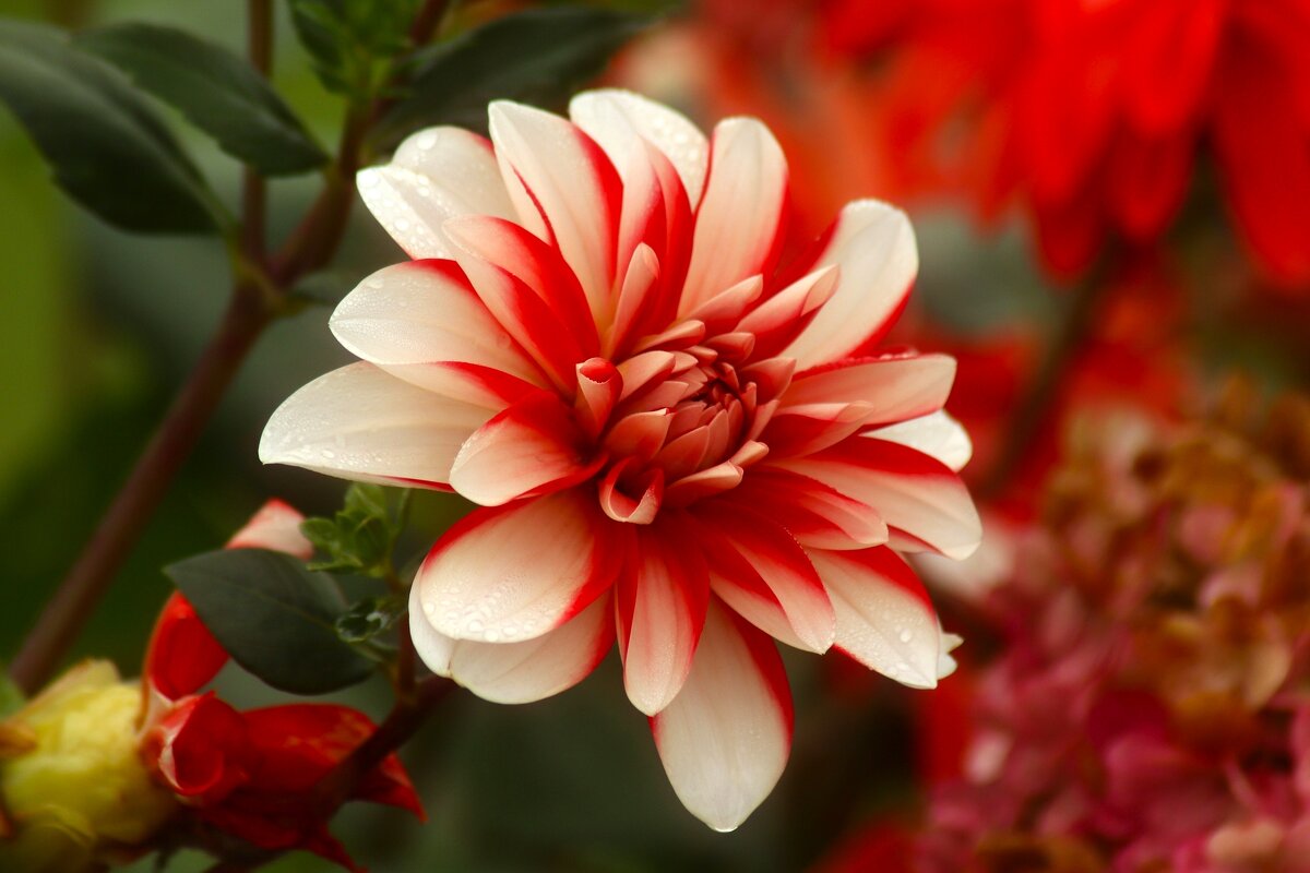 Пора георгинов - Юрий. Шмаков Пора георгинов - Юрий. Шмаков