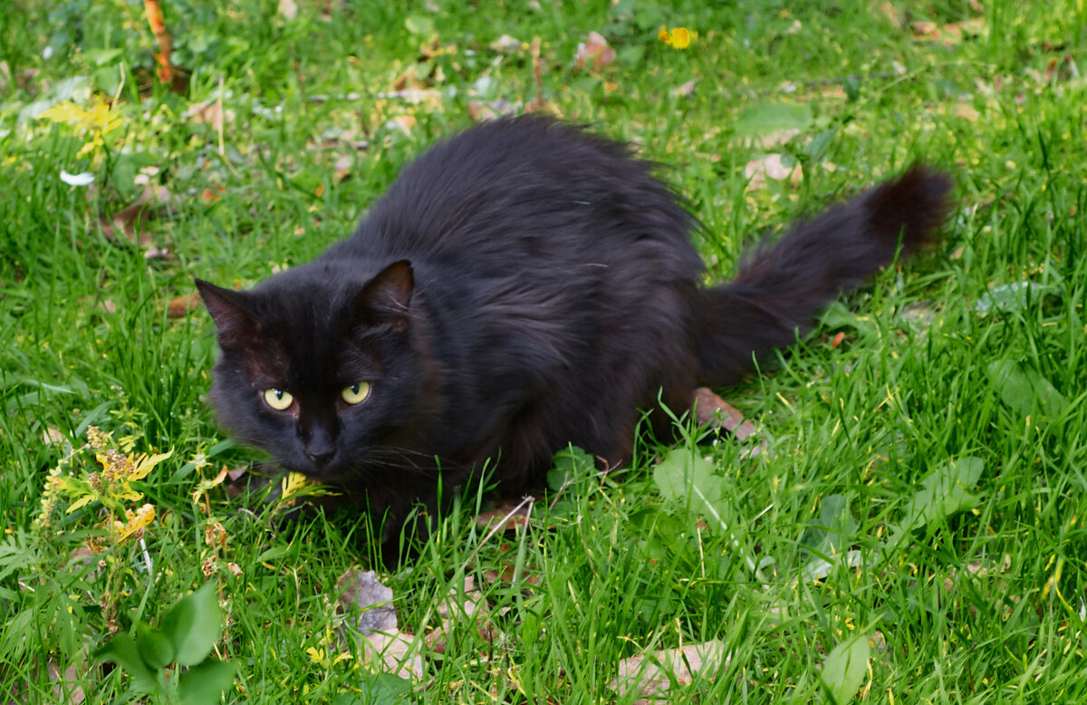 Черная кошка - Александр Лычагин