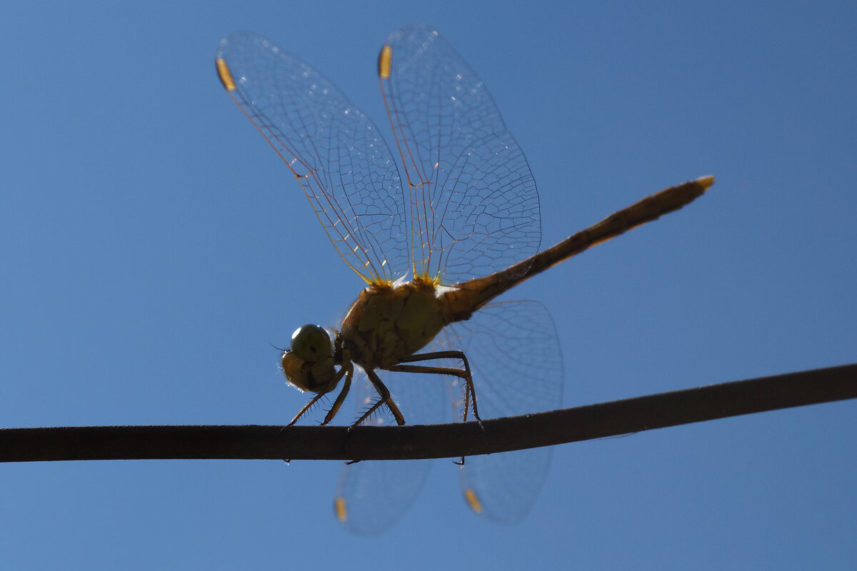 Стрекоза - Александр Лычагин Стрекоза - Александр Лычагин