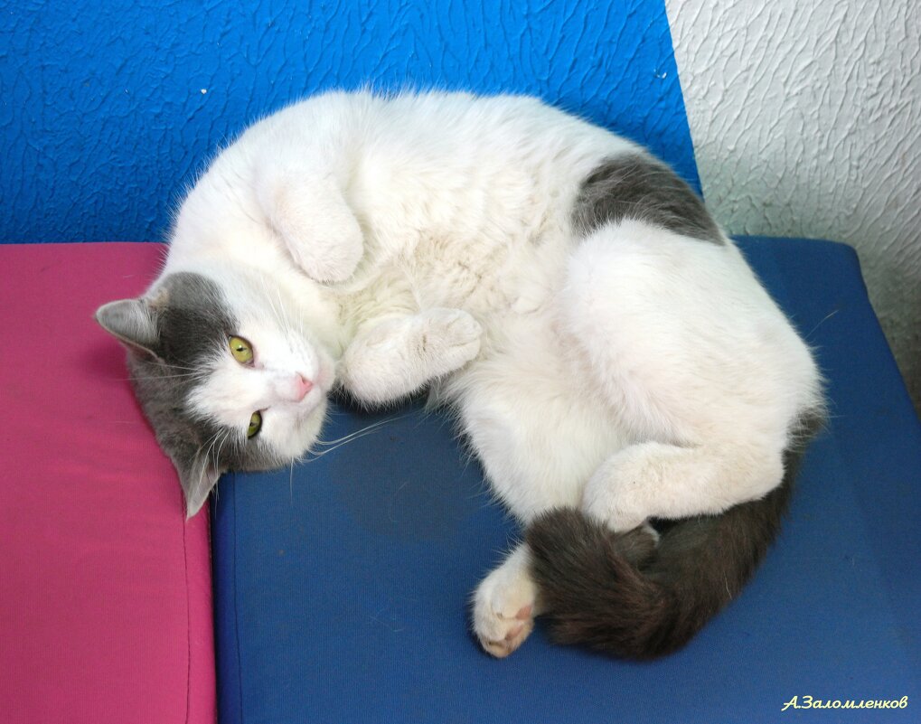 Шо, опять понедельник и на работу? Идите, я за вас отомщу! :-) - Андрей Заломленков