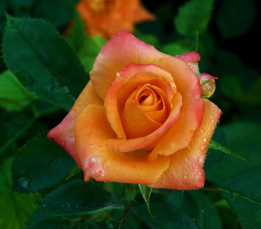 Оранжевая роза Флорибунда - Валентин Семчишин Оранжевая роза Флорибунда - Валентин Семчишин